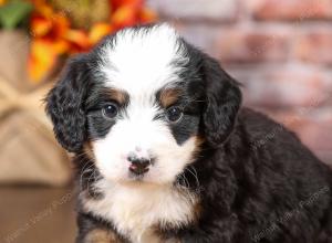 tri-colored mini bernedoodle near Chicago Illinois