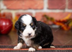 tri-colored mini bernedoodle near Chicago Illinois