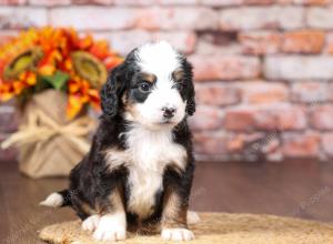 tri-colored mini bernedoodle near Chicago Illinois