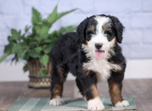 Mini bernedoodle near Chicago Illinois 