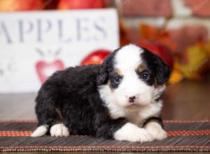 tri-colored mini bernedoodle near Chicago Illinois