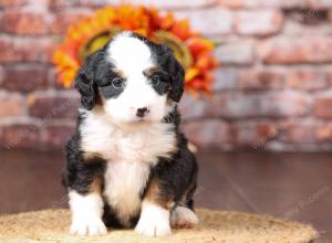 tri-colored mini bernedoodle near Chicago Illinois