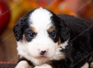 tri-colored mini bernedoodle near Chicago Illinois