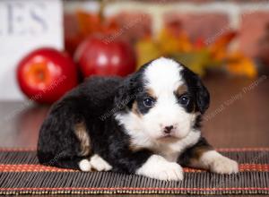 tri-colored mini bernedoodle near Chicago Illinois