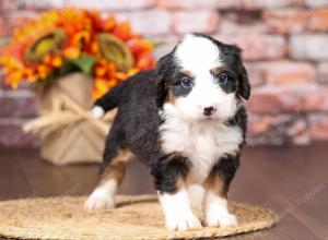 tri-colored mini bernedoodle near Chicago Illinois