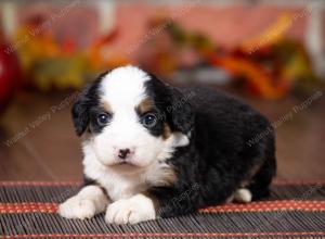 tri-colored mini bernedoodle near Chicago Illinois