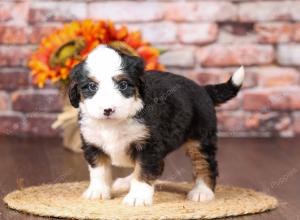 tri-colored mini bernedoodle near Chicago Illinois