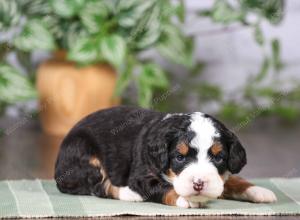 tri-colored mini bernedoodle near Chicago Illinois