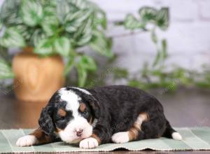 tri-colored mini bernedoodle near Chicago Illinois