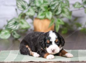 tri-colored mini bernedoodle near Chicago Illinois