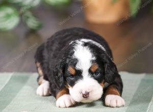 tri-colored mini bernedoodle near Chicago Illinois