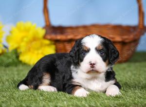 tri-colored mini bernedoodle near Chicago 