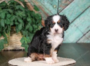tri-colored mini bernedoodle near Chicago 