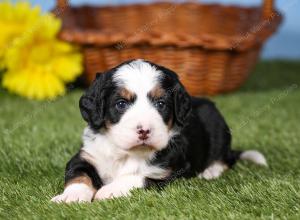 tri-colored mini bernedoodle near Chicago 
