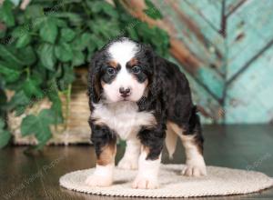 tri-colored mini bernedoodle near Chicago 