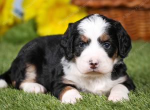 tri-colored mini bernedoodle near Chicago 