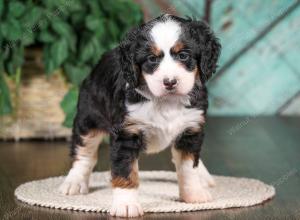 tri-colored mini bernedoodle near Chicago 