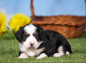 tri-colored mini bernedoodle near Chicago 