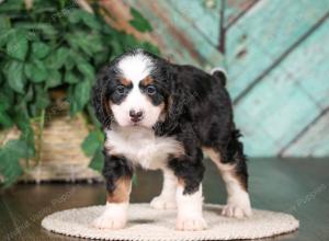 tri-colored mini bernedoodle near Chicago 