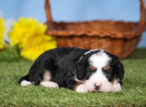tri-colored mini bernedoodle near Chicago 
