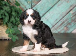 tri-colored mini bernedoodle near Chicago 