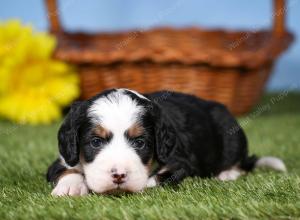 tri-colored mini bernedoodle near Chicago 