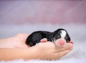 tri-colored mini bernedoodle near Chicago Illinois