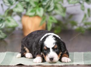 tri-colored mini bernedoodle near Chicago Illinois