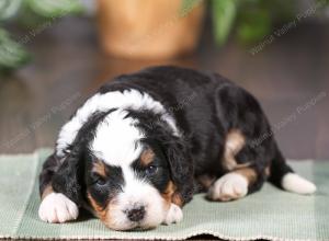 tri-colored mini bernedoodle near Chicago Illinois