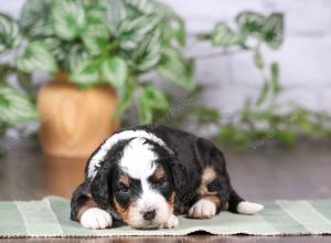 tri-colored mini bernedoodle near Chicago Illinois