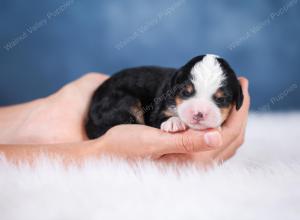 F1 mini bernedoodle near Chicago Illinois