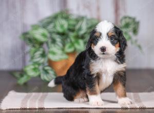 F1 mini bernedoodle near Chicago Illinois