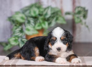 F1 mini bernedoodle near Chicago Illinois