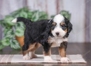 F1 mini bernedoodle near Chicago Illinois