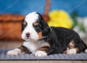 F1 mini bernedoodle near Chicago Illinois