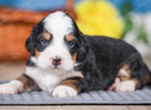 F1 mini bernedoodle near Chicago Illinois