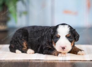 Mini bernedoodle near Chicago Illinois 