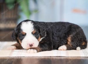 Mini bernedoodle near Chicago Illinois 