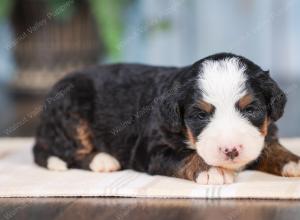 Mini bernedoodle near Chicago Illinois 