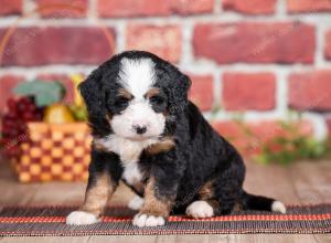 Mini bernedoodle near Chicago Illinois 