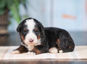 Mini bernedoodle near Chicago Illinois 