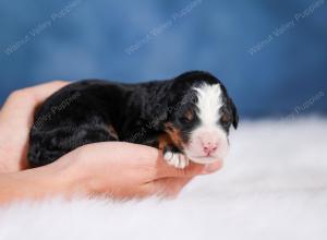 Mini bernedoodle near Chicago Illinois 