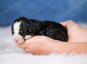 Mini bernedoodle near Chicago Illinois 