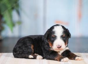 Mini bernedoodle near Chicago Illinois 