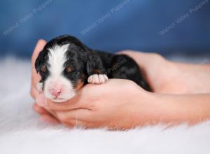 Mini bernedoodle near Chicago Illinois 