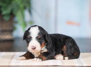 Mini bernedoodle near Chicago Illinois 