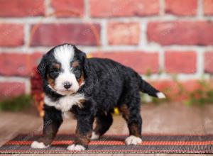 Mini bernedoodle near Chicago Illinois 