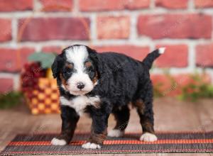 Mini bernedoodle near Chicago Illinois 