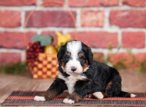 Mini bernedoodle near Chicago Illinois 