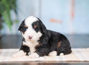 Mini bernedoodle near Chicago Illinois 